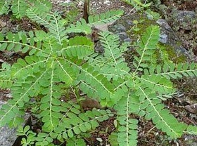 ユカンの葉　phyllanthi herba