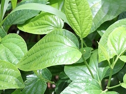 ダウンシリー　キンマの葉