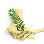 ユーリコマの根